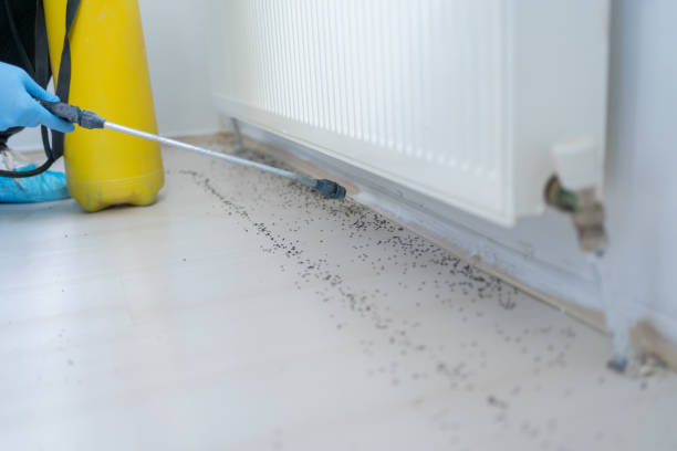 Best Pest Control for Homes  in Denton, MD